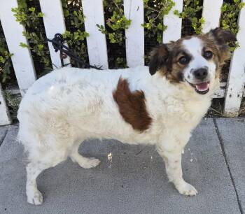 Shirley -  Papillon and Spaniel Dog for Adoption in Los Angeles, California - Shirley | PetCurious