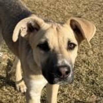 German Shepherd Dog Dogs Available for Adoption - Cosmo | PetCurious