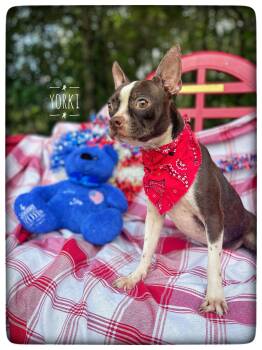 Yorki -  Boston Terrier Dog for Adoption in Sebring, Florida - Yorki | PetCurious
