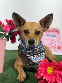 Felix-One of our Amazing Rescue Dogs -  Corgi and Dachshund Dog for Adoption in Carlsbad, California - Felix-One Of Our Amazing Rescue Dogs | PetCurious