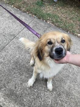 CLAIR -  Mixed Breed Dog for Adoption in Dallas, Texas - CLAIR | PetCurious