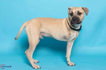 Boot Strap -  Mixed Breed Dog for Adoption in Alexandria, Virginia - Boot Strap | PetCurious