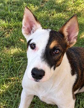 Almond - mixed nut litter -  Labrador Retriever and Australian Cattle Dog Blue Heeler Dog for Adoption in Horn Lake, Mississippi - Almond - Mixed Nut Litter | PetCurious