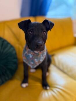 Pit Bull Terrier and Black Labrador Retriever Dogs Available for Adoption - Harper Tater Tot CuddlePaws | PetCurious