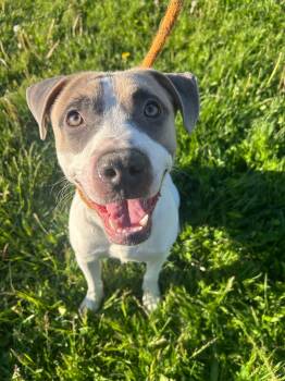 Pit Bull Terrier Dogs Available for Adoption in Chicago, Illinois - India | PetCurious
