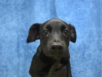 Izzy -  Labrador Retriever and Pit Bull Terrier Dog for Adoption in Portland, Oregon - Izzy | PetCurious