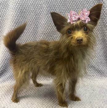 Rescue Yorkshire Terrier Dogs for Adoption in Lodi, California - Leila | PetCurious