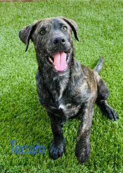 Labrador Retriever and German Shepherd Dog Dogs Available for Adoption in Mission Viejo, California - Tecate | PetCurious