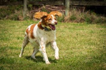 Brittany Spaniel Dogs Available for Adoption in Baldwinsville, New York - TN/Honey | PetCurious