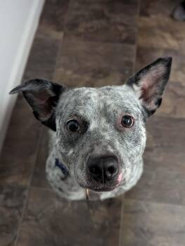 Luna -  Australian Cattle Dog Blue Heeler Dog for Adoption in Columbia, Missouri - Luna | PetCurious