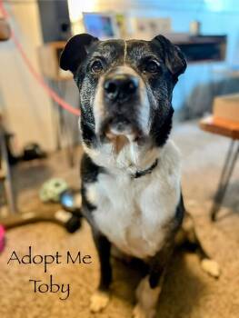 Rescue American Bulldog Dogs for Adoption in Star, Idaho - Toby | PetCurious