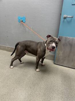 ANDRES -  Pit Bull Terrier Dog for Adoption in Las Vegas, Nevada - ANDRES | PetCurious
