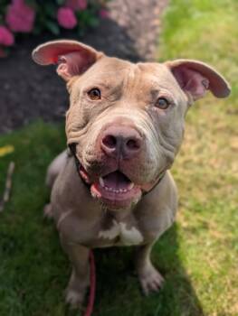 Rescue Pit Bull Terrier and Mixed Breed Dogs for Adoption in Valley View, Ohio - Tanner | PetCurious