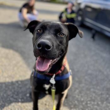 Onyx - Handsome Pup Needs Foster -  Black Labrador Retriever and Pit Bull Terrier Dog for Adoption in Kirkland, Washington - Onyx - Handsome Pup Needs Foster | PetCurious