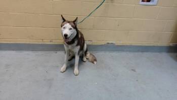 BEA -  Siberian Husky and Mixed Breed Dog for Adoption in Tulsa, Oklahoma - BEA | PetCurious
