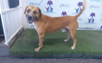 PANCHO -  Black Mouth Cur and Mixed Breed Dog for Adoption in Orlando, Florida - PANCHO | PetCurious