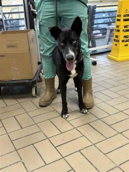 Mixed Breed Dogs Available for Adoption - Chanel | PetCurious