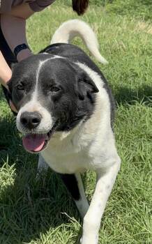 Border Collie Dogs Available for Adoption in Winter Park, Colorado - Buddy | PetCurious