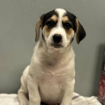 Hound Dogs Available for Adoption - Kat | PetCurious