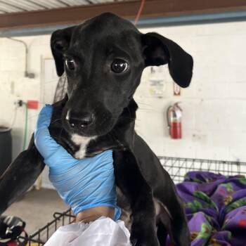 Lamborghini -  Labrador Retriever and Mixed Breed Dog for Adoption in Edinburg, Texas - Lamborghini | PetCurious
