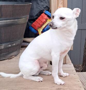 Rescue Chihuahua Dogs for Adoption in Edgecliff Village, Texas - ELVIS | PetCurious