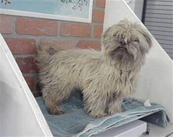 Shih Tzu and Mixed Breed Dogs Available for Adoption in Houston, Texas - RALPH | PetCurious