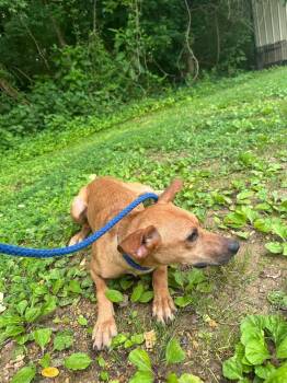 George -  Terrier Dog for Adoption in Lawrenceburg, Tennessee - George | PetCurious