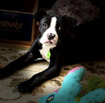 Canoli - Local Fun -  Boston Terrier Dog for Adoption in Andover, Massachusetts - Canoli - Local Fun | PetCurious