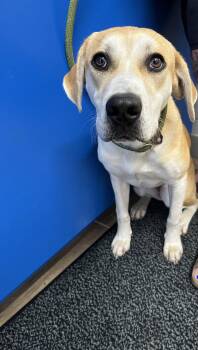 Labrador Retriever Dogs Available for Adoption in Rowlett, Texas - Gracie Bear | PetCurious