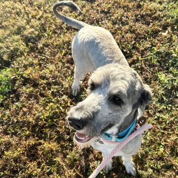 Rescue Poodle Dogs for Adoption in Westfield, Massachusetts - Kody | PetCurious