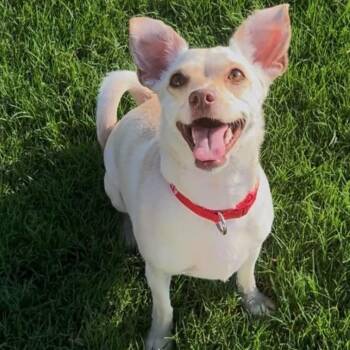 Sam -  Chihuahua and Pug Dog for Adoption in Pelham, New Hampshire - Sam | PetCurious