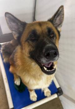 Blazer -  German Shepherd Dog Dog for Adoption in Lagrange, Indiana - Blazer | PetCurious