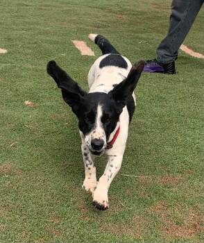 Bella -  Basset Hound and Mixed Breed Dog for Adoption in Tucumcari, New Mexico - Bella | PetCurious