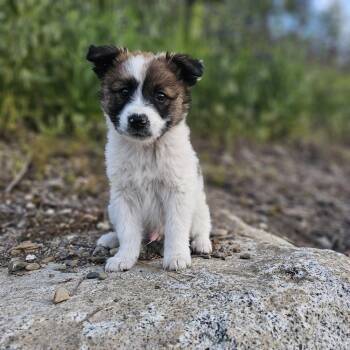 Long John -  Shepherd Dog for Adoption in Spokane, Washington - Long John | PetCurious