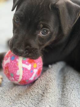 Josie -  American Staffordshire Terrier and German Shepherd Dog Dog for Adoption in Somerville, Texas - Josie | PetCurious