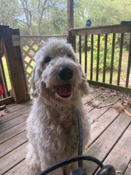 Stella -  Golden Retriever Dog for Adoption in Lakewood Ranch, Florida - Stella | PetCurious