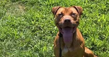 Peanut Butter -  Pit Bull Terrier Dog for Adoption in Waterbury, Connecticut - Peanut Butter | PetCurious