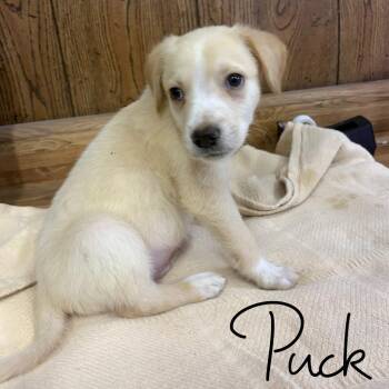 Puck -  Mixed Breed Dog for Adoption in Hillsboro, Ohio - Puck | PetCurious