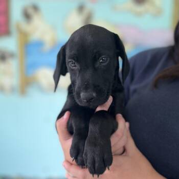 Thor aka Han Solo 4656 -  Australian Shepherd and Mixed Breed Dog for Adoption in Loxahatchee Groves, Florida - Thor Aka Han Solo 4656 | PetCurious