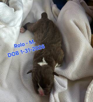 German Shepherd Dog and Border Collie Dogs Available for Adoption in Nucla, Colorado - Rolo | PetCurious