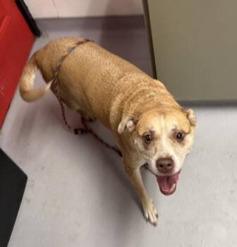 Sophie -  Mixed Breed Dog for Adoption in West Chester, Pennsylvania - Sophie | PetCurious