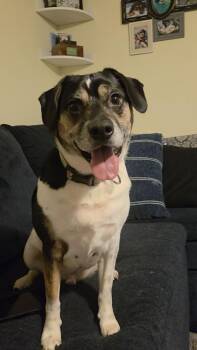 Pander -  Rat Terrier and Beagle Dog for Adoption in Salisbury, Maryland - Pander | PetCurious