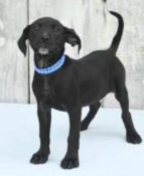 Toni -  Catahoula Leopard Dog and Mixed Breed Dog for Adoption in Kansas City, Missouri - Toni | PetCurious