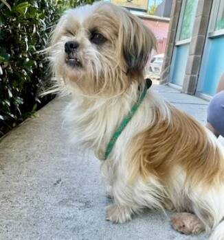 Kenji -  Shih Tzu Dog Available for Adoption in Elk Grove, California - Kenji | PetCurious