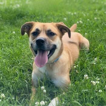 Sandy -  Great Pyrenees and Labrador Retriever Dog for Adoption in Erie, Pennsylvania - Sandy | PetCurious