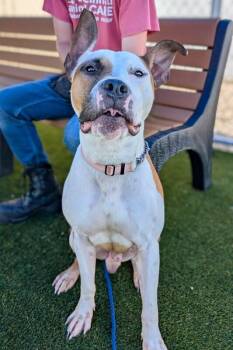 Barley -  Mixed Breed Dog for Adoption in Cincinnati, Ohio - Barley | PetCurious