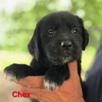 Chex -  Mixed Breed Dog for Adoption in Madison, Wisconsin - Chex | PetCurious