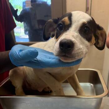Tawana -  Pit Bull Terrier Dog for Adoption in Birmingham, Alabama - Tawana | PetCurious