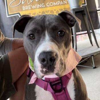 Carina -  Pit Bull Terrier Dog for Adoption in Nashville, Tennessee - Carina | PetCurious