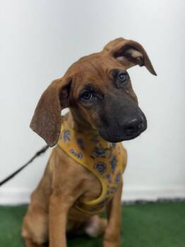 Redbone Coonhound and Rhodesian Ridgeback Dogs Available for Adoption in Carlsbad, California - Luna | PetCurious